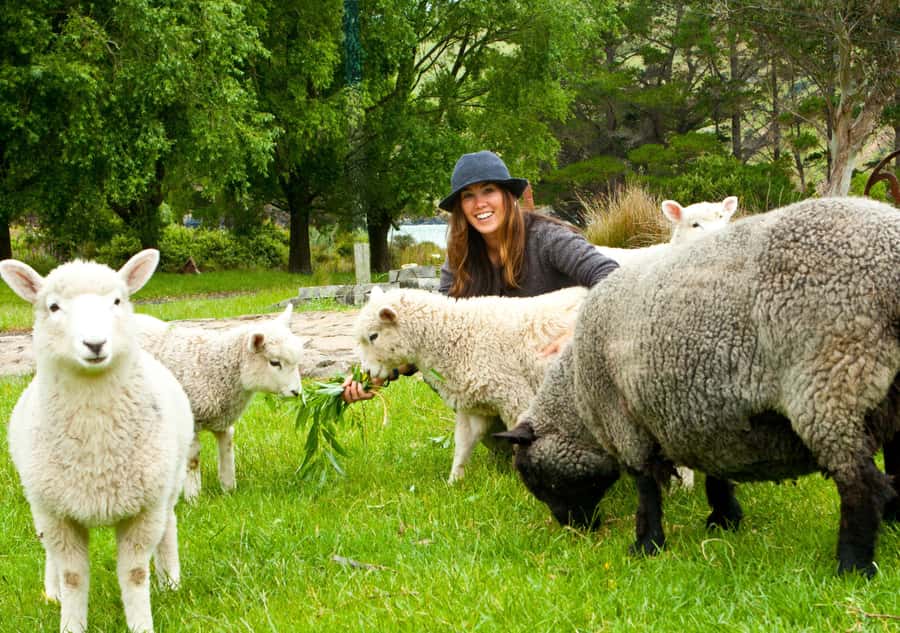 Akaroa: Pohatu Penguins Scenic Nature 2-Hour or 4-Hour Tour - Leaving Akaroa by 4WD