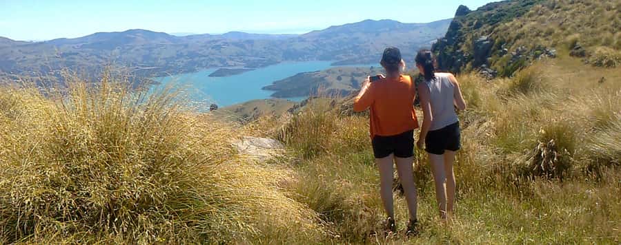 Akaroa: Pohatu Penguins Scenic Nature 2-Hour or 4-Hour Tour - Meeting sheep at a working farm