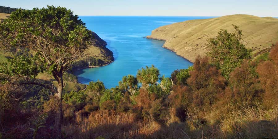 Akaroa: Pohatu Penguins Scenic Nature 2-Hour or 4-Hour Tour - Flea Bay and the extended 4-hour route