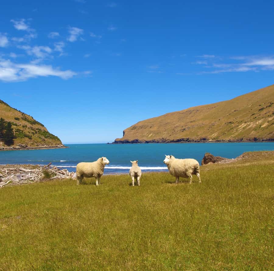 Akaroa: Pohatu Penguins Scenic Nature 2-Hour or 4-Hour Tour - How much value do you get for $56?