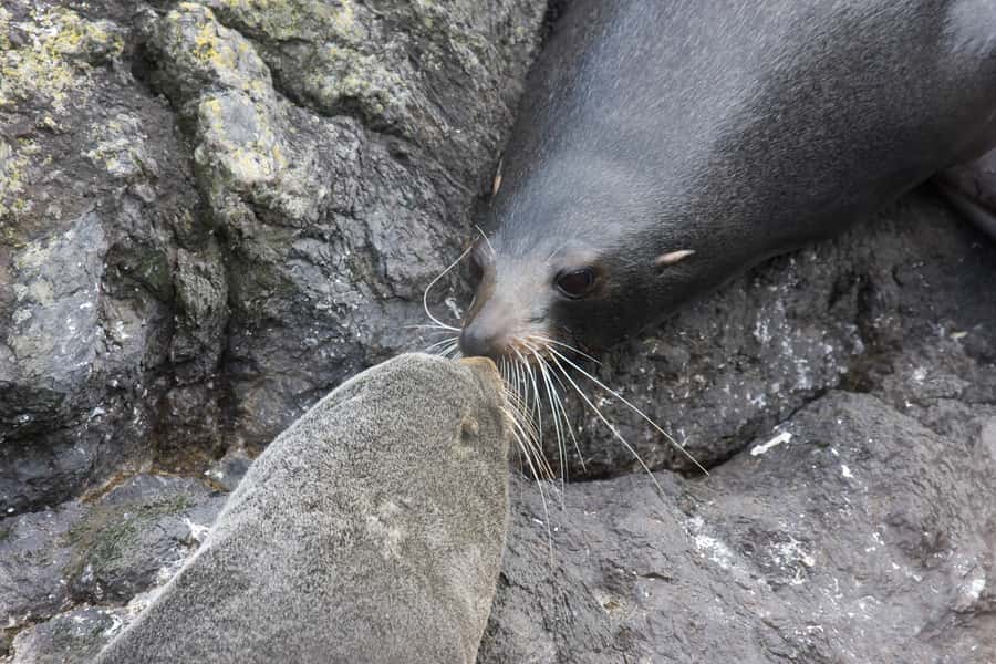 Akaroa: Pohatu Penguins Scenic Nature 2-Hour or 4-Hour Tour - Is this tour suitable for your day in Akaroa?