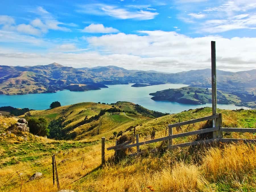 Akaroa: Pohatu Penguins Scenic Nature 2-Hour or 4-Hour Tour - Timing, weather, and realistic expectations