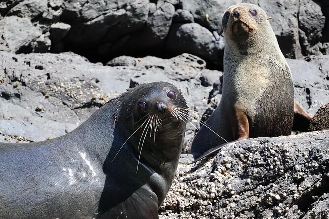 Akaroa Private Day Trip From Christchurch - Is $741.59 a fair price?