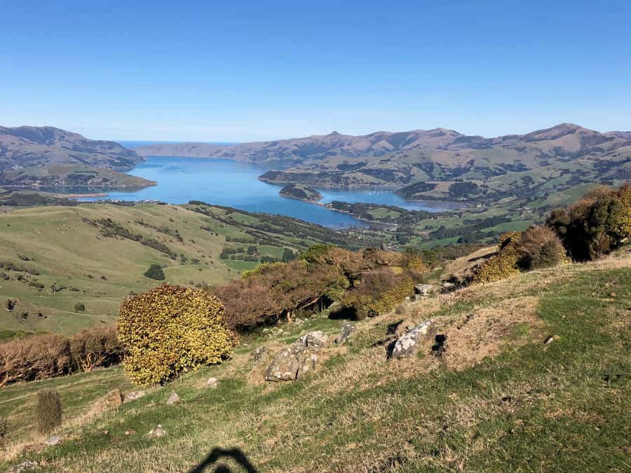 Akaroa: Scenic Coastline Wildlife Cruise - Key points before you book