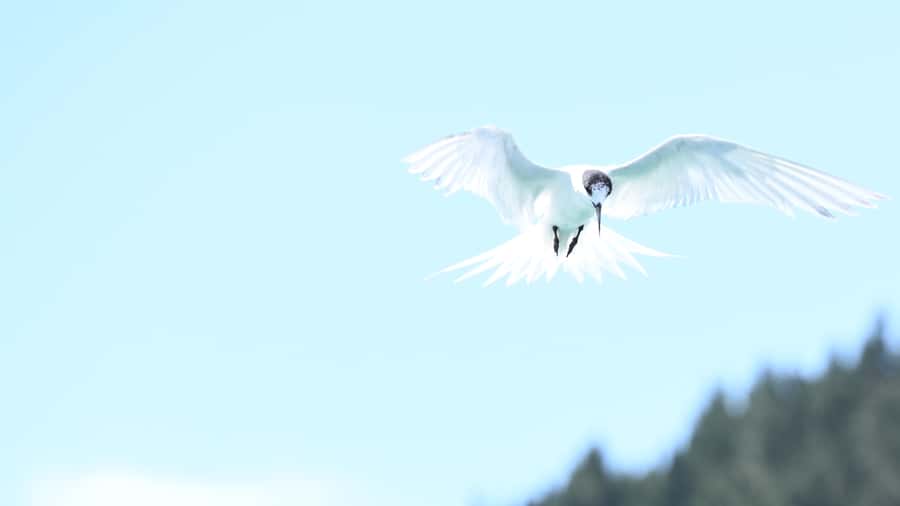 Akaroa: Scenic Coastline Wildlife Cruise - Is $65 a fair price for 150 minutes?