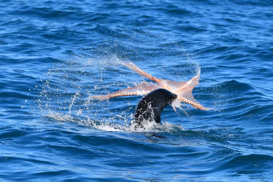 Akaroa: Scenic Coastline Wildlife Cruise - Who will enjoy this Akaroa cruise most?