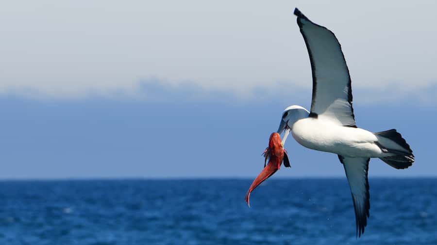 Akaroa: Scenic Coastline Wildlife Cruise - Why the small boat changes the experience