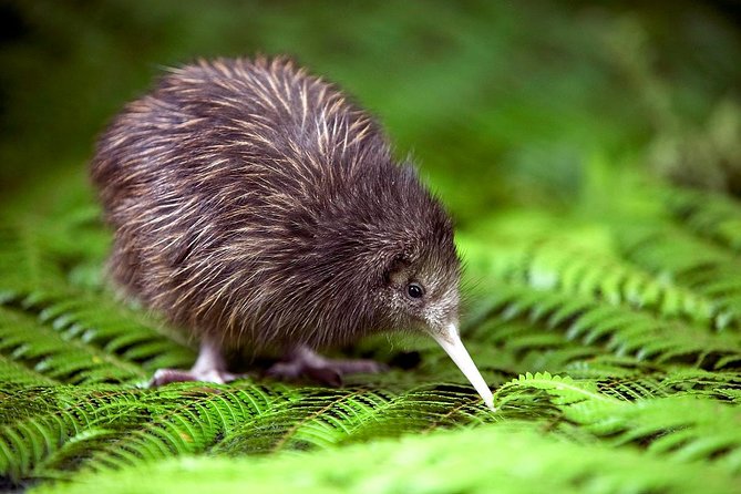 Akaroa Shore Excursion: Banks Peninsula, Christchurch City Tour and Willowbank Wildlife Reserve - Key points to know before you book