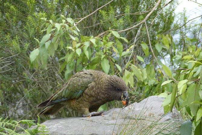 Akaroa Shore Excursion: Banks Peninsula, Christchurch City Tour and Willowbank Wildlife Reserve - Christchurch Botanic Gardens in just 30 minutes