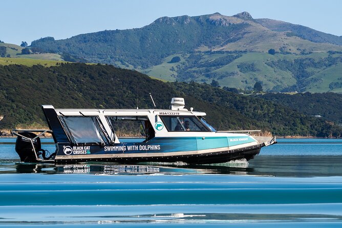 Akaroa Swim with Dolphins Tour from Christchurch - Getting into the water with wild dolphins
