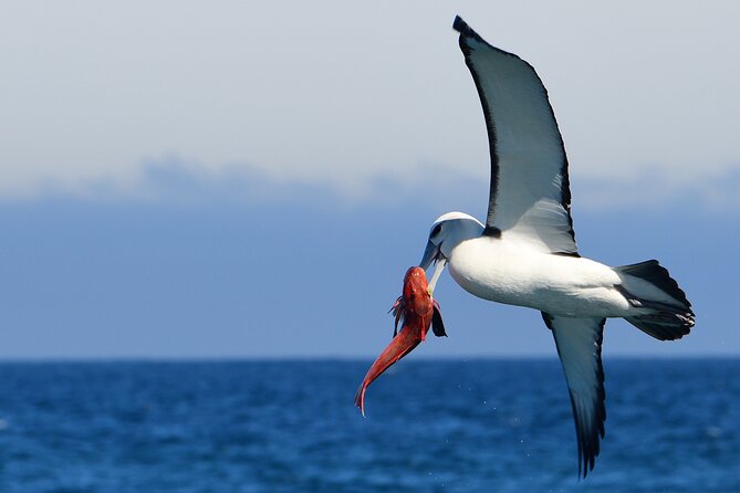 Akaroa Wildlife Cruise - Seals, penguins, and seabirds along the way
