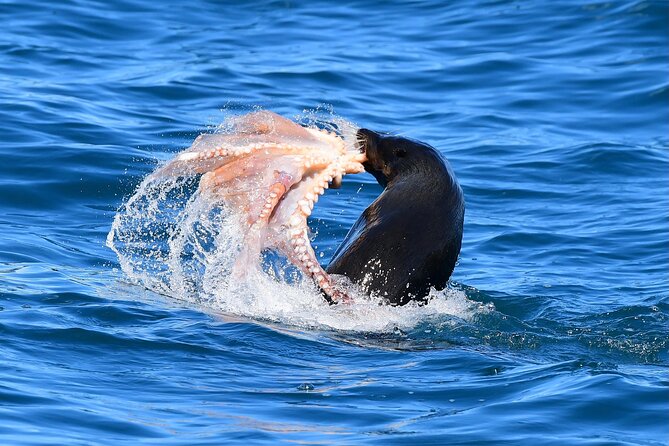Akaroa Wildlife Cruise - Weather, cancellations, and planning your afternoon