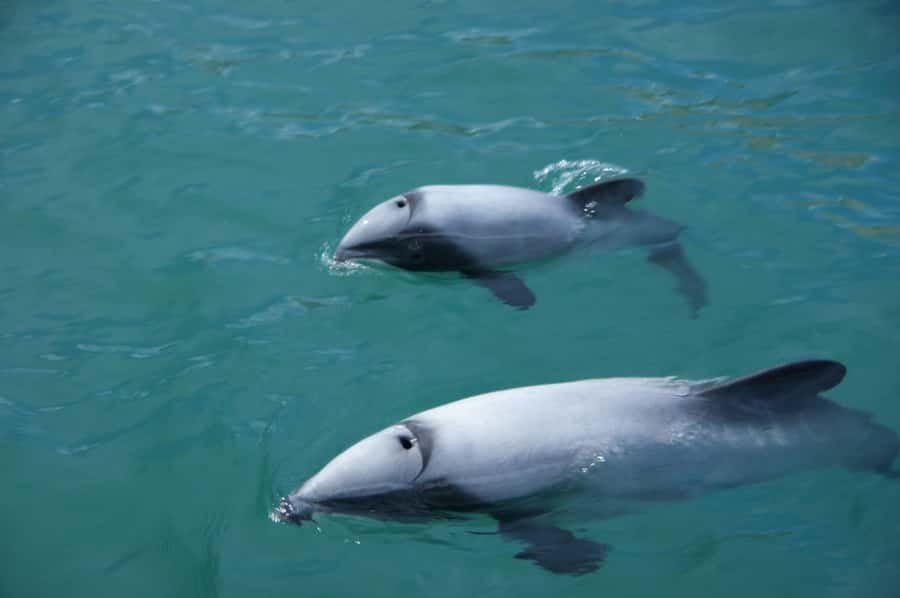 Akaroa: Wildlife Cruise with Dolphins and Penguins - Sailing on the Fox II, a 1922 wooden ketch