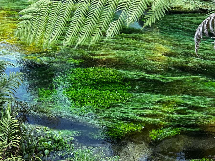 AKL: Te Puia Maori Haka, Kiwi Birds, Redwood & Blue Springs - Key Details To Know Before You Go
