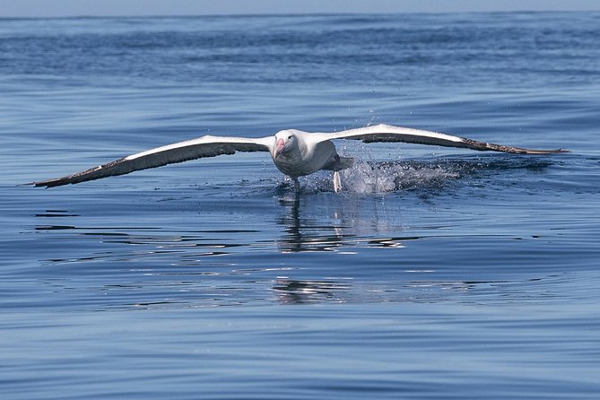 Albatross, seals, and sea birds-Wildlife Cruise - Setting out from Port Chalmers