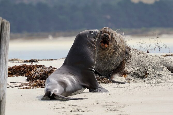 Albatross, seals, and sea birds-Wildlife Cruise - Fur seals, sea lions, penguins, and dolphins