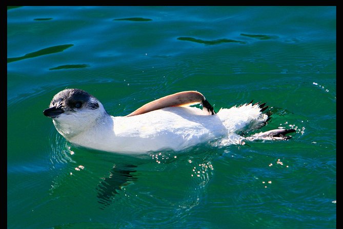 Albatross, seals, and sea birds-Wildlife Cruise - Taiaroa Head and the albatross search