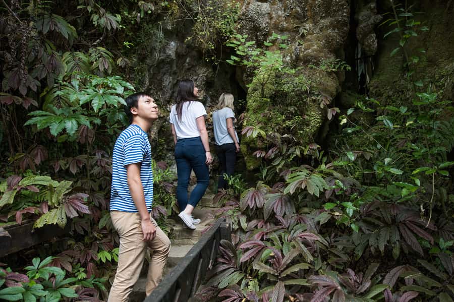 Aranui Cave 1-Hour Guided Tour - Meeting Cave Wetas Near the Entrance