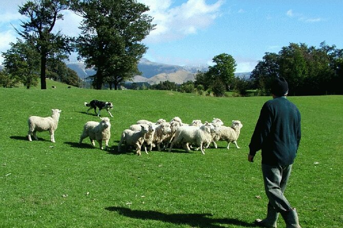 Arthur's Pass and TranzAlpine Train Day Tour from Christchurch - The road across the Southern Alps