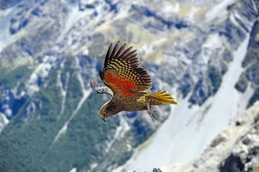Arthur's Pass: TranzAlpine Train and Castle Hill Day Tour - What makes this Arthur’s Pass tour worth considering