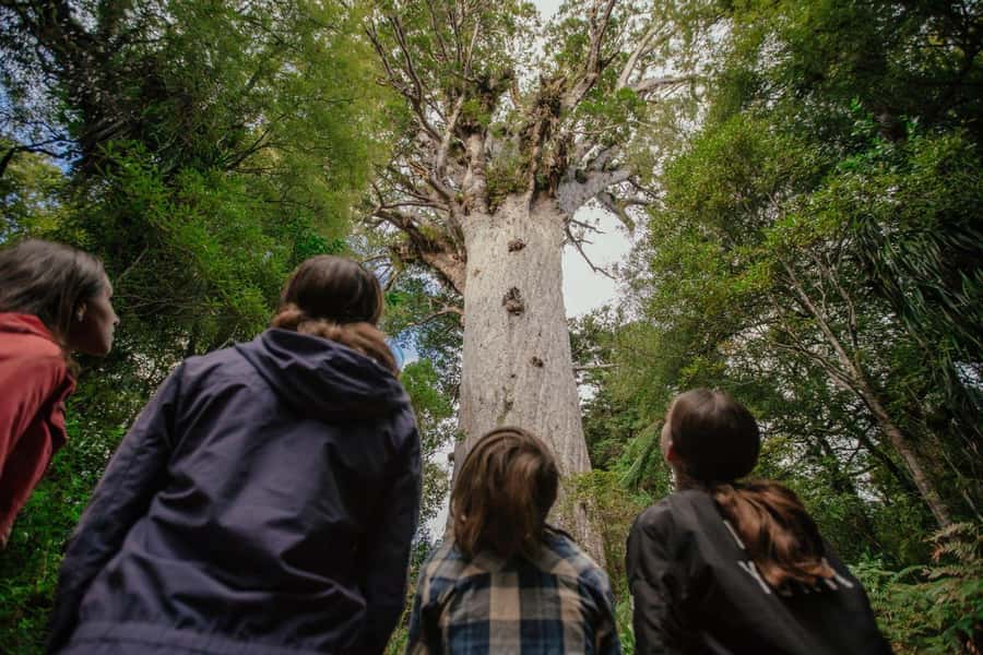 Auckland: 2-Day Bay of Islands Small Group Tour with Cruise - A two-day route from Auckland to Northland