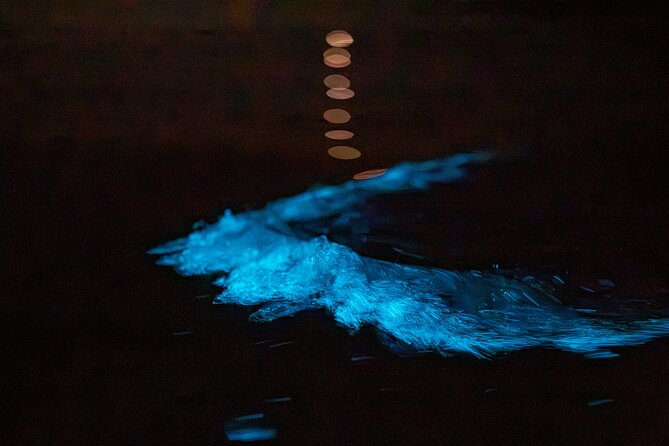 Auckland Bioluminescence Kayak Tour - How to make the most of the night
