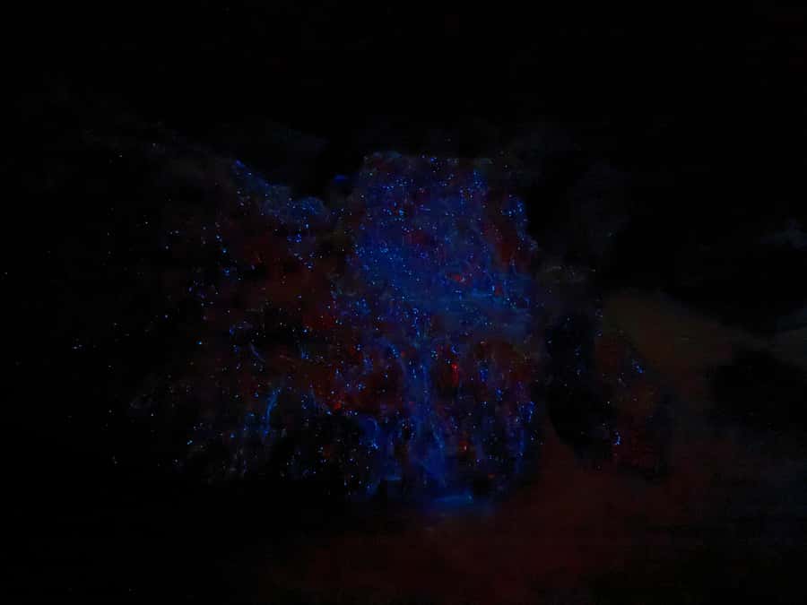 Auckland: Bioluminescence Kayak Tour with Guide - What the Auckland night kayak tour is really about