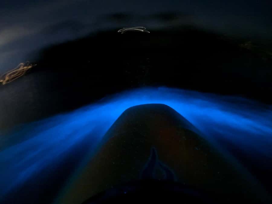 Auckland: Bioluminescence Kayak Tour with Guide - Who will enjoy this most?