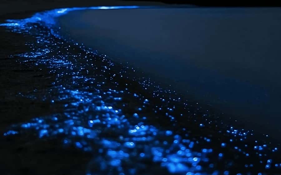 Auckland: Bioluminescence Kayak Tour with Guide - Getting ready near North Auckland