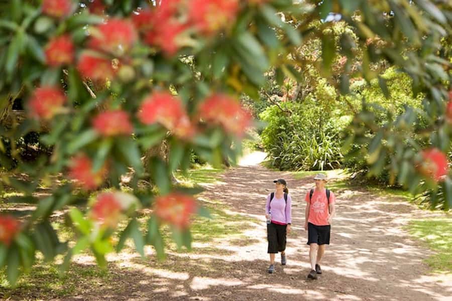 Auckland City and West Coast Luxury Tour - Rangitoto and the Hauraki Gulf