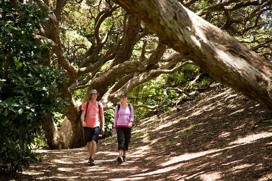 Auckland City and West Coast Luxury Tour - Tamaki Drive and the golden sand at Mission Bay