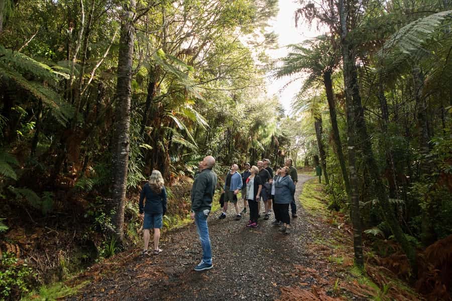 Auckland City, Beaches & Rainforest Premium Small Group Tour - Mt Victoria and the North Shore put Auckland in perspective