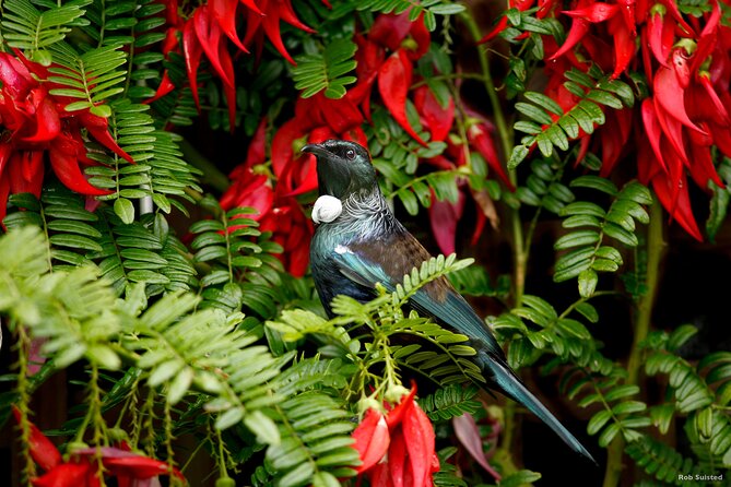 Auckland City Highlights, Afternoon Piha Beach & Rainforest Tour - Ponsonby, Parnell, and Auckland’s everyday character