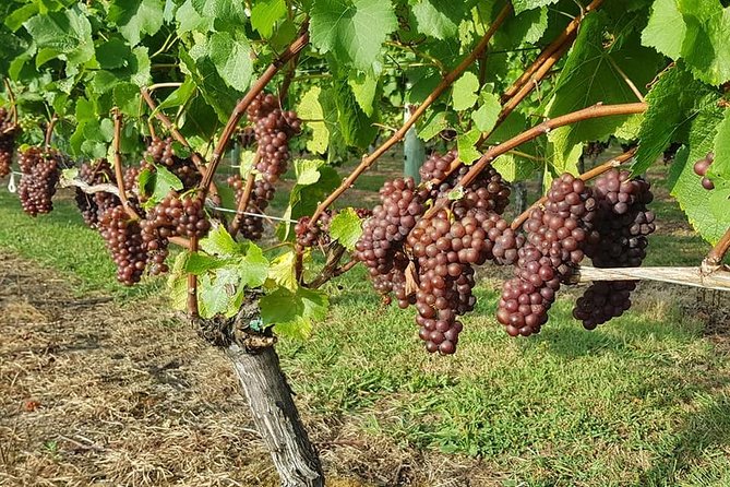 Auckland City Tour & Kumeu Wine Country Includes Wine Tastings & Lunch - Westbrook and Coopers Creek show the region’s range