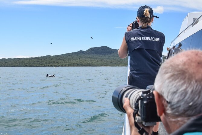 Auckland Dolphin and Whale Watching Eco-Safari Cruise - The science and conservation angle