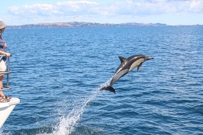 Auckland Dolphin and Whale Watching Eco-Safari Cruise - Comfort, crowds, and the best place to sit