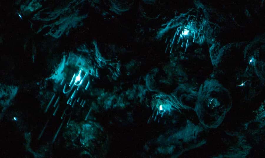 Auckland: Inner-City Glowworm Experience in Ancient Volcano - Key details before you book