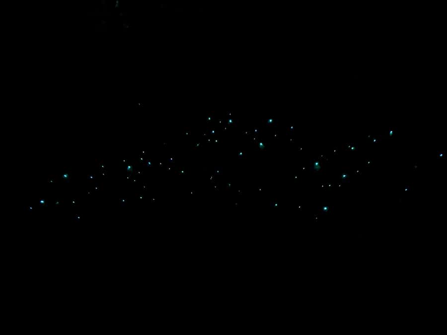 Auckland: Inner-City Glowworm Experience in Ancient Volcano - Finding glowworms beside the creek