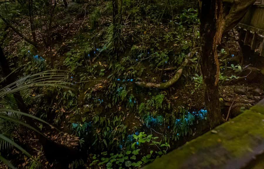 Auckland: Inner-City Glowworm Experience in Ancient Volcano - Why the natural setting matters
