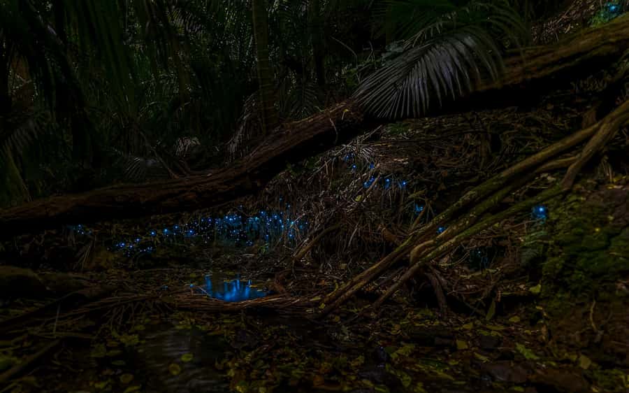 Auckland: Inner-City Glowworm Experience in Ancient Volcano - Walking through a 100,000-year-old volcano