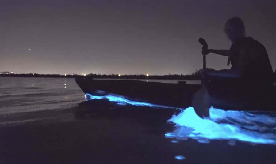 Auckland: Night Kayak Tour in Glowing Bioluminescent Waters - Key points at a glance