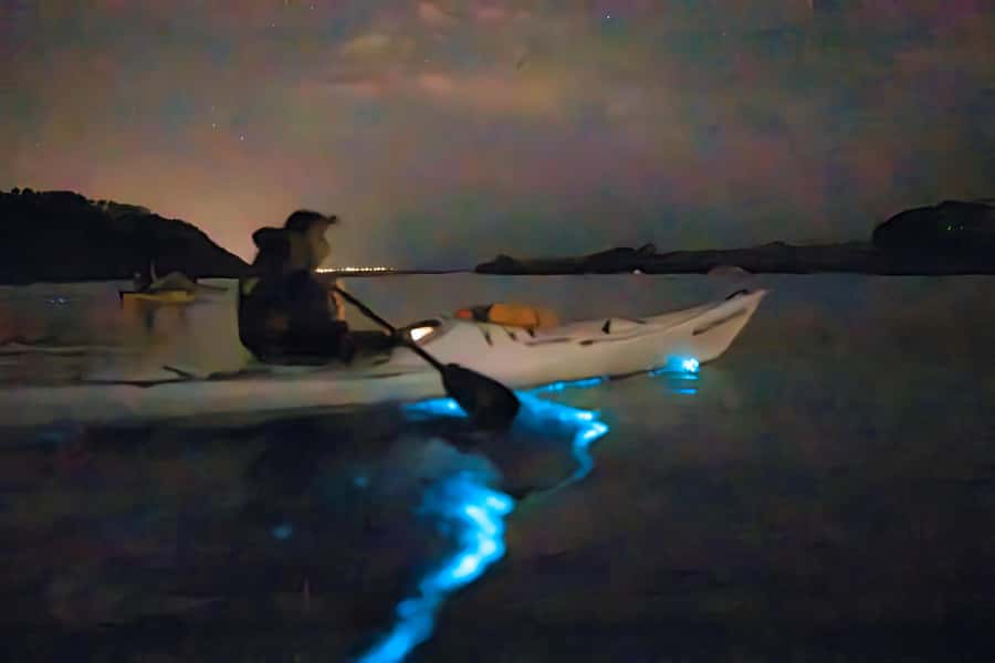 Auckland: Night Kayak Tour in Glowing Bioluminescent Waters - Why Auckland’s glowing water is worth your evening