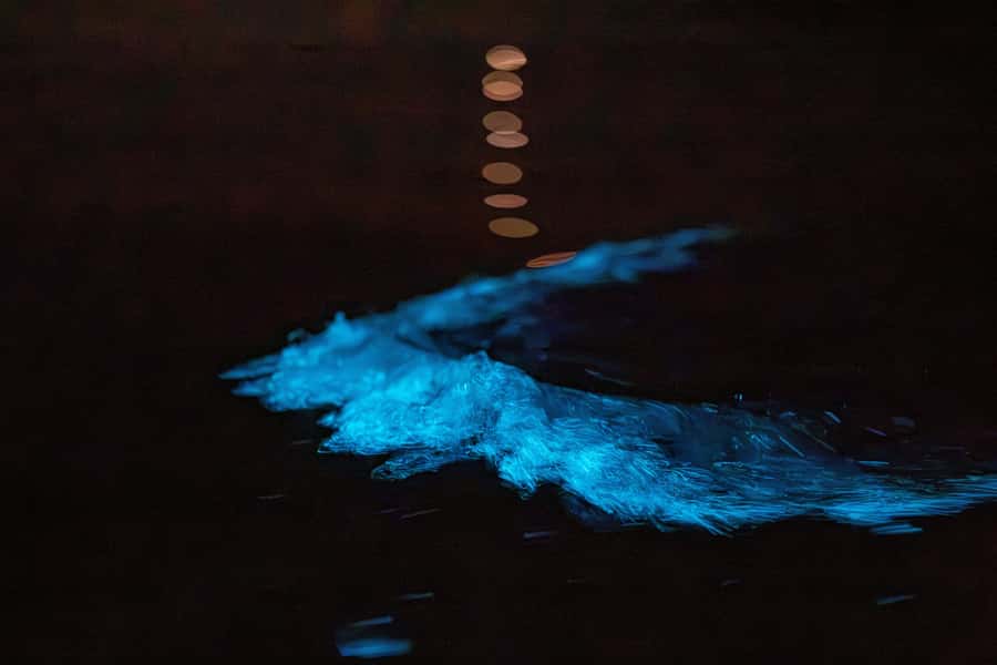 Auckland: Night Kayak Tour in Glowing Bioluminescent Waters - The 30-minute briefing keeps the night calm