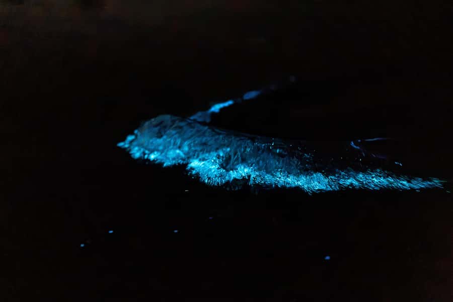 Auckland: Night Kayak Tour in Glowing Bioluminescent Waters - The guides make the science part of the fun