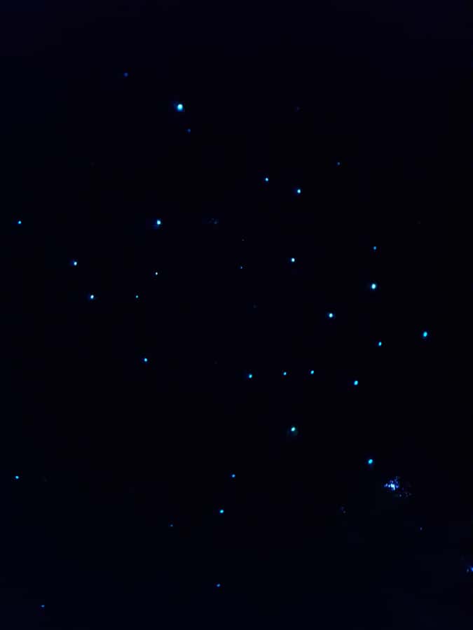 Auckland North Shore Glowworm Tour - Meeting Arachnocampa luminosa