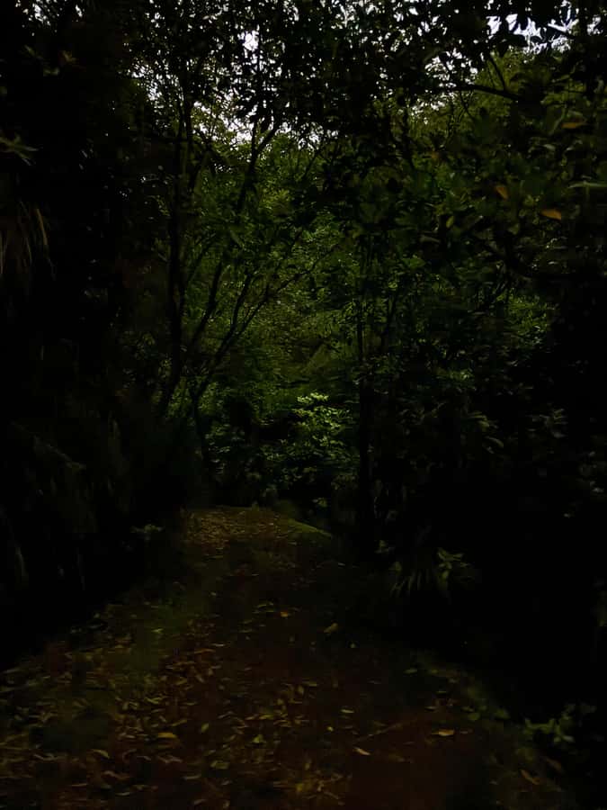Auckland North Shore Glowworm Tour - Awaruku Reserve after sunset
