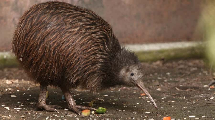 Auckland: Rotorua Highlights inc Wai O Tapu & Te Puia Tour - What $238 gets you