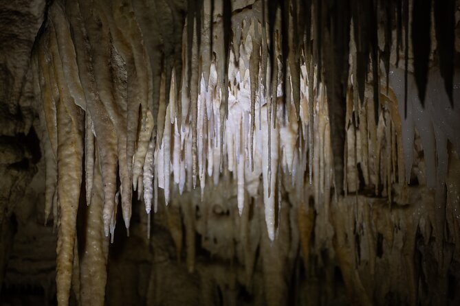 Auckland: Rotorua Māori Village, Waitomo Caves & Lunch - Songs, dances, and the power of the haka