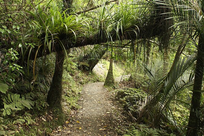 Auckland's Wild West Coast & Black Sand Beaches Tour inc Lunch - North Head brings you back across the harbour