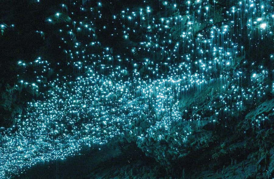Auckland: Spellbound Glowworm Caves Explorer Tour - Why this glowworm tour is worth the long drive